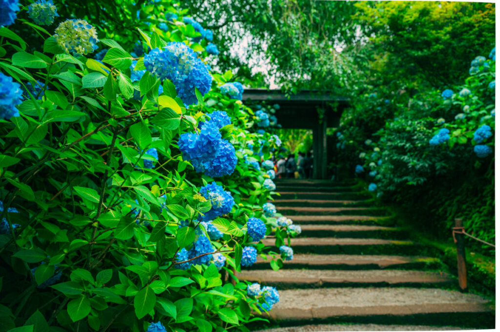 鎌倉・明月院の紫陽花の写真