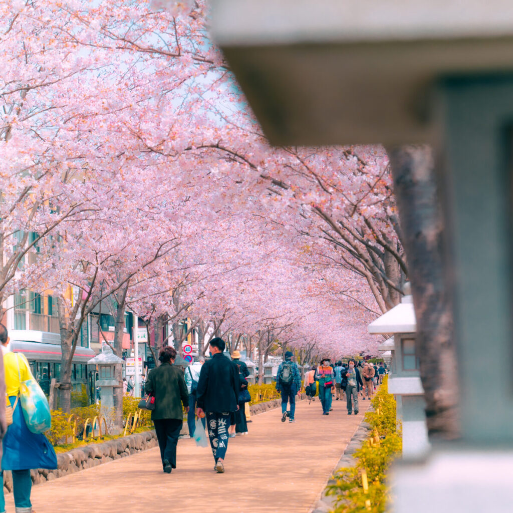 神奈川・鎌倉江の島のお花見デートプラン　段葛の写真
