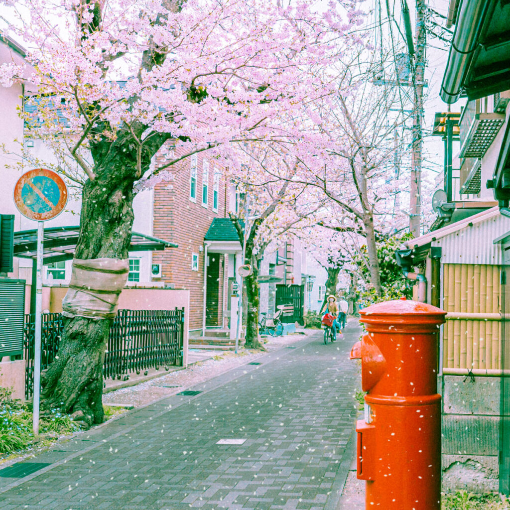 神奈川・鎌倉江の島のお花見デートプラン　鎌倉の桜の写真