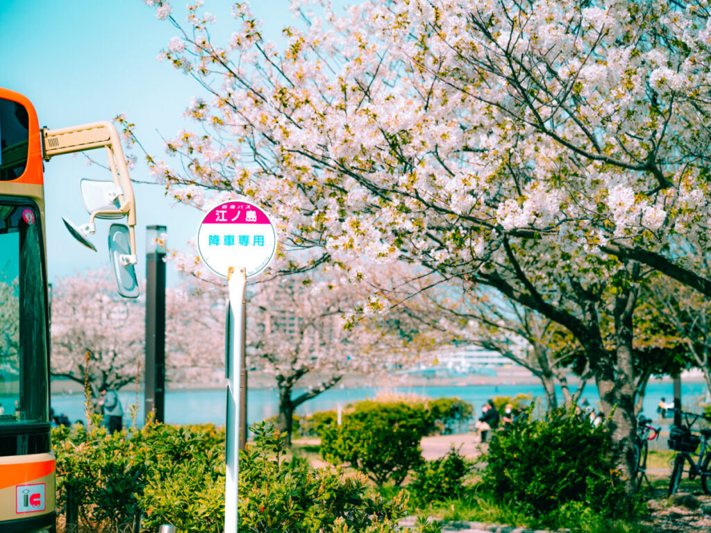 神奈川・鎌倉江の島のお花見デートプラン　江の島の桜の写真２