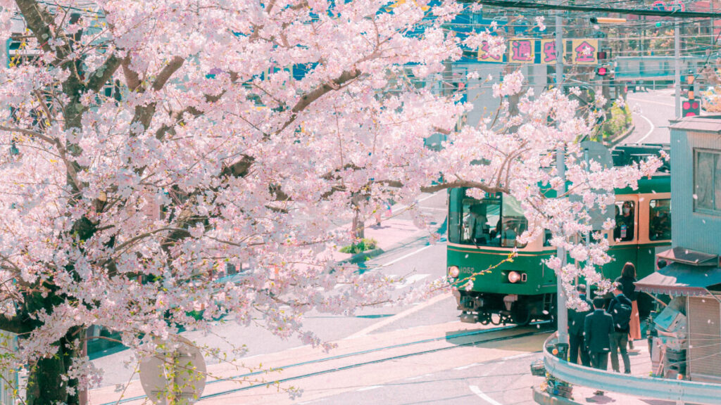 神奈川・鎌倉江の島のお花見デートプラン　江ノ電と桜の写真
