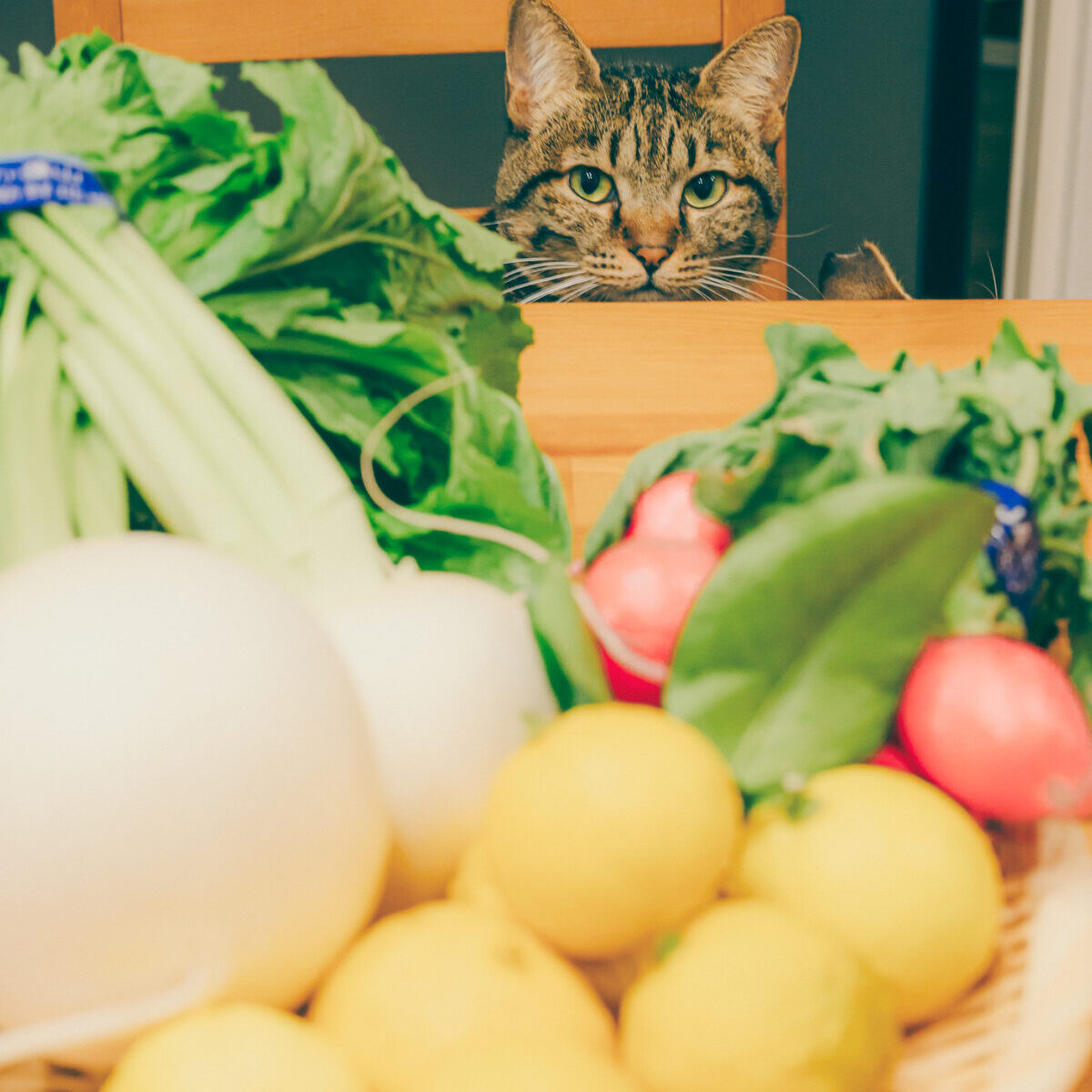 鎌倉野菜の写真